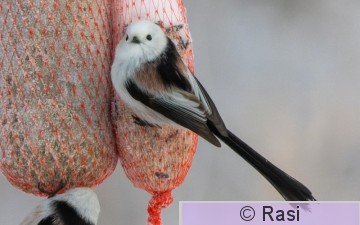 Pyrstötiainen-2.jpg