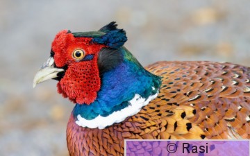 Fasaani-38.jpg