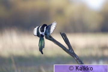 harakka 011.jpg