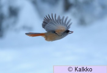 kuukkeli 147.jpg