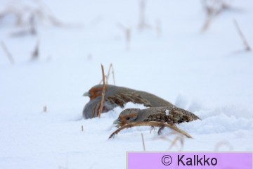 peltopyy 023.jpg