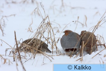 peltopyy 044.jpg