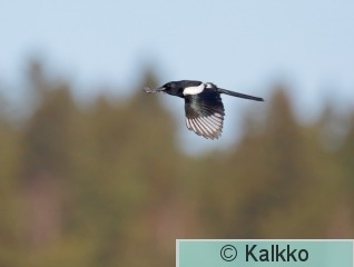 harakka 119.jpg