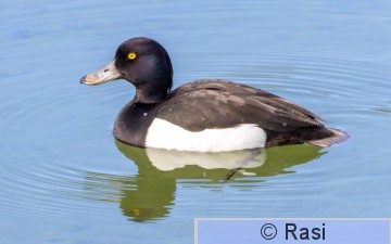 Tukkasotka-8.jpg