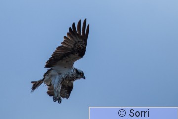 IMG_3391.jpg