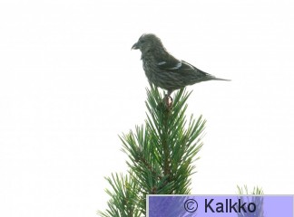 kirjosiipikäpylintu 070.jpg