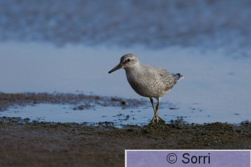 IMG_9333.jpg