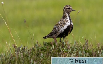 Kapustarinta-10.jpg