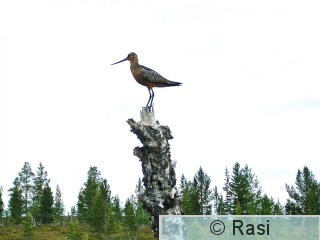 Punakuiri-1.jpg