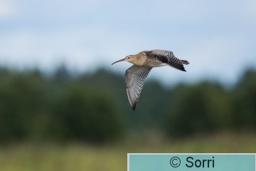 IMG_9466.jpg