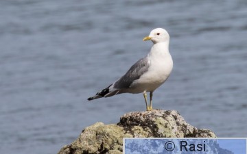Kalalokki-22.jpg
