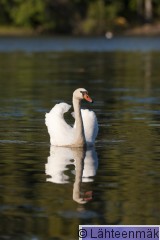 000229 Kyhmyjoutsen_24082011_Mouhijärvi Salmi.jpg
