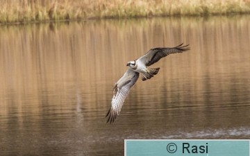 Kalasääksi-11.jpg