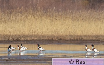 Ristisorsa-3.jpg