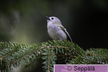 hippiäinen_Kuru250502_iso5.jpg