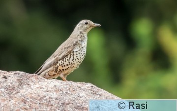 Kulorastas-2.jpg