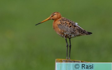 Mustapyrstökuiri-3.jpg