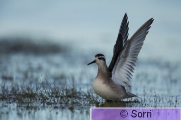 IMG_9785.jpg
