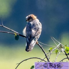 Punajalkahaukka-7.jpg