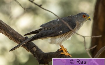 Arovarpushaukka-1.jpg