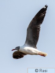 Harmaapäälokki-10.jpg