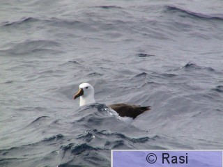 Hoikka-albatrossi-1.JPG