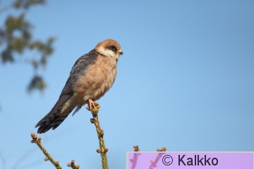 punajalkahaukka 357.jpg
