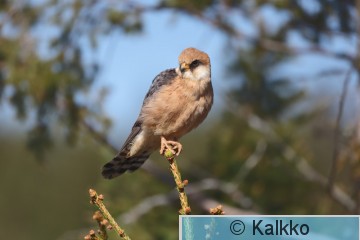punajalkahaukka 367.jpg