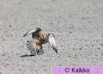 punajalkahaukka 399.jpg