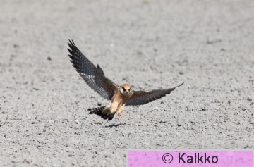 punajalkahaukka 400.jpg