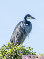 Kobolttihaikara-1.jpg