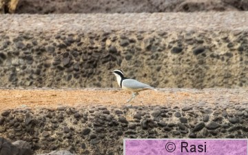 Krokotiilinvartija-6.jpg