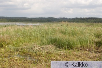 luhtahuitti 061.jpg