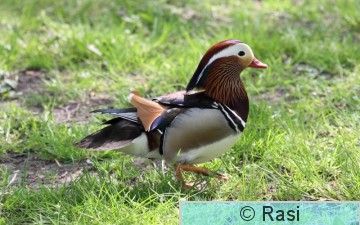 Mandariinisorsa-2.JPG