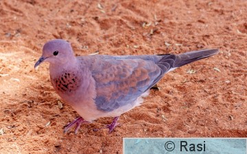 Palmukyyhky-5.jpg