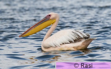 Pelikaani-30.jpg