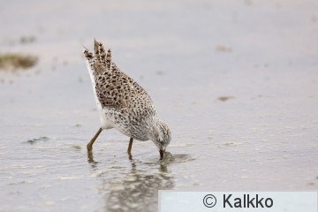 lampiviklo 017.jpg
