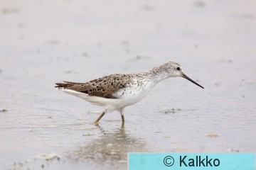 lampiviklo 030.jpg