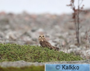 suopöllö 085.jpg