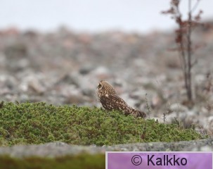 suopöllö 089.jpg