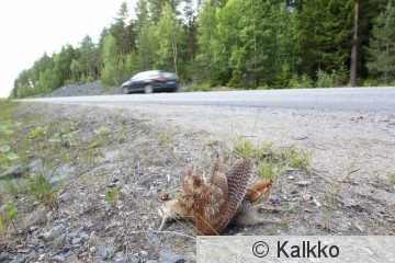 lehtokurppa 040.jpg