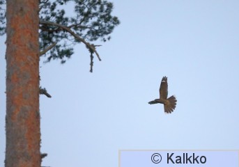 kehrääjä 058.jpg