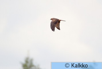 niittysuohaukka 080.jpg