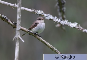pikkusieppo 217.jpg
