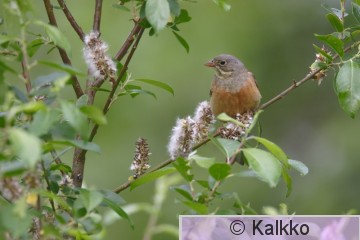 peltosirkku 020.jpg