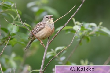 peltosirkku 053.jpg
