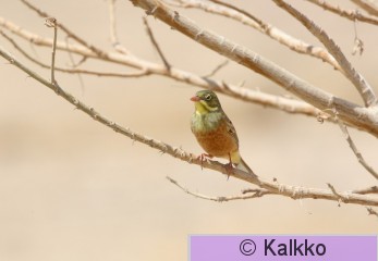 peltosirkku 057.jpg