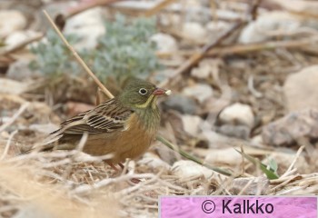 peltosirkku 075.jpg