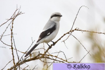 isolepinkäinen 011.jpg