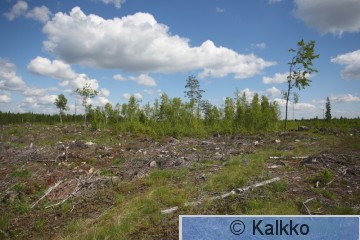isolepinkäinen 050.jpg